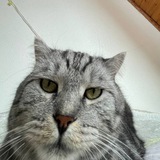 Котики тут