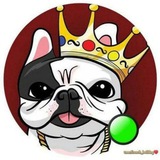 Французский бульдог Chat 👑