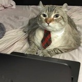 Кот-капиталист
