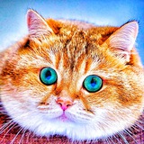 Cats_video 🐈‍⬛