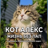 ЖИЗНЬ КОТА БЕЗ ЛАП