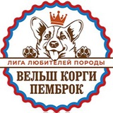 ЛЛП Вельш корги пемброк️