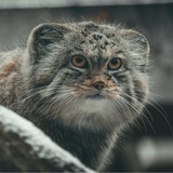 дурви