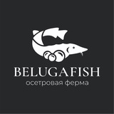 Белугафиш