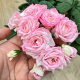 Садоводство с Еленой🌿🍅🌸🍓