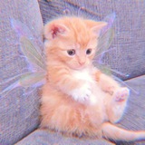 🦋🧚🏻‍♀️𝖥𝖺𝗂𝗋𝗒 𝗉𝗂𝖺𝗋𝗌🧚🏻‍♀️🦋