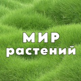 Мир Растений 🌳 дача