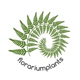 Florariumplants Флорариумплантс