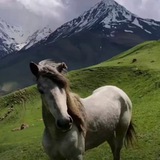 БЕСПЛАТНО. РЕКЛАМА. КАВКАЗ [Дагестан]