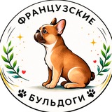 Французские бульдоги | French bulldogs