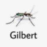 Gilbert