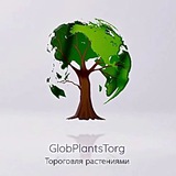 РАСТЕНИЯ ОПТОМ - PlantsTorg 🌳🌿