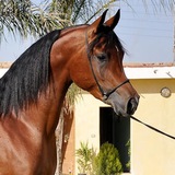 Horses for Sale