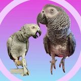 Жако Валера 🦜