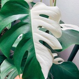 🌿 Helen's Jungle Sale 🌿