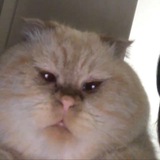 кошковарёжки
