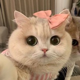 Говорит Китти