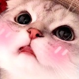 Котики