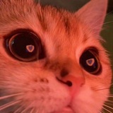 Коты