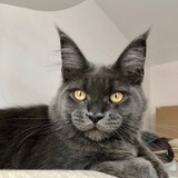 ‎⁨Mainecoon cattery Kotoamatsukami
