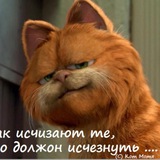 Кот Мотя Chat