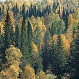 Лесок