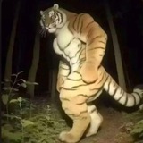 Macan in gambling