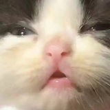 Магнит Кринжа 🐈