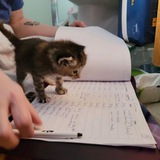 Котята учатся