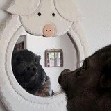 Свинятор 🐽 Piggy Минипиги Minipiggy Поросята