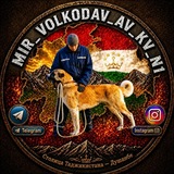 @Mir_volkodav_av_kv_n1