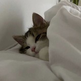 мод на новый тик ток