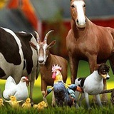 МРС,КРС РФ 🇷🇺 + РБ( группа для купли, продажи, обмена с/х животных.Ссылки ТОЛЬКО с ТЕЛЕГРАММ и MAX‼️
