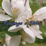Природа с Тобой
