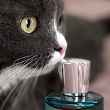 ✨ Парфкотики ✨