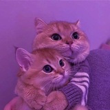 Взаимные подписки