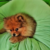Позитивные Шпицы 🐶 Померанский шпиц 🐕 Pomeranian Spitz 🐕