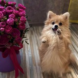 Померанский Шпиц Чат 🇷🇺
