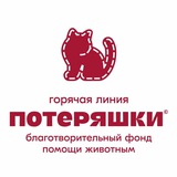 Потеряшки Тюмень| Помощь животным г. Тюмень