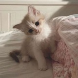 психомемы <3