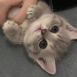 Правый Гарнизон - Chat