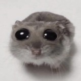 ООО РП ЧАТИК