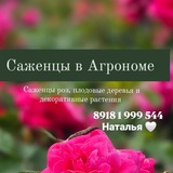 Саженцы в Агрономе "У Натальи" розы,плодовые и декоративные растения