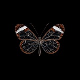 Glass Butterfly