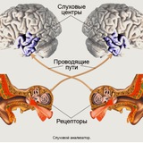 СлуховойАнализатор