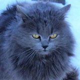 Смешные пушистики | кошки и собаки