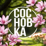 🌿 Институт СосновКа