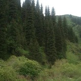 🇰🇬 Кыргызстанцы Санкт Петербурга🇰🇬