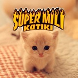 супер мили котики