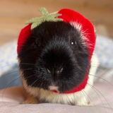 свиномама🍓 • морские свинки